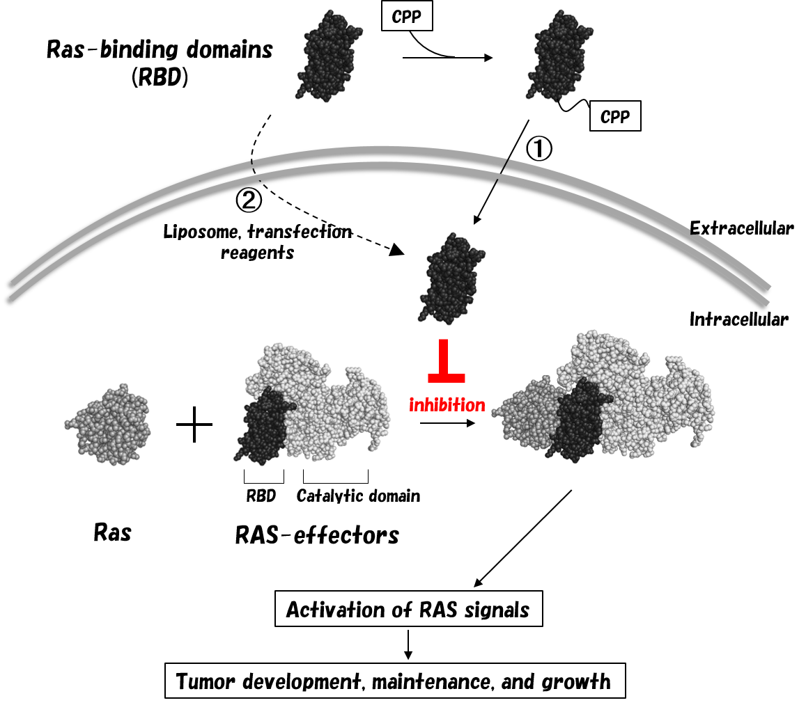 本田先生（図1）.png